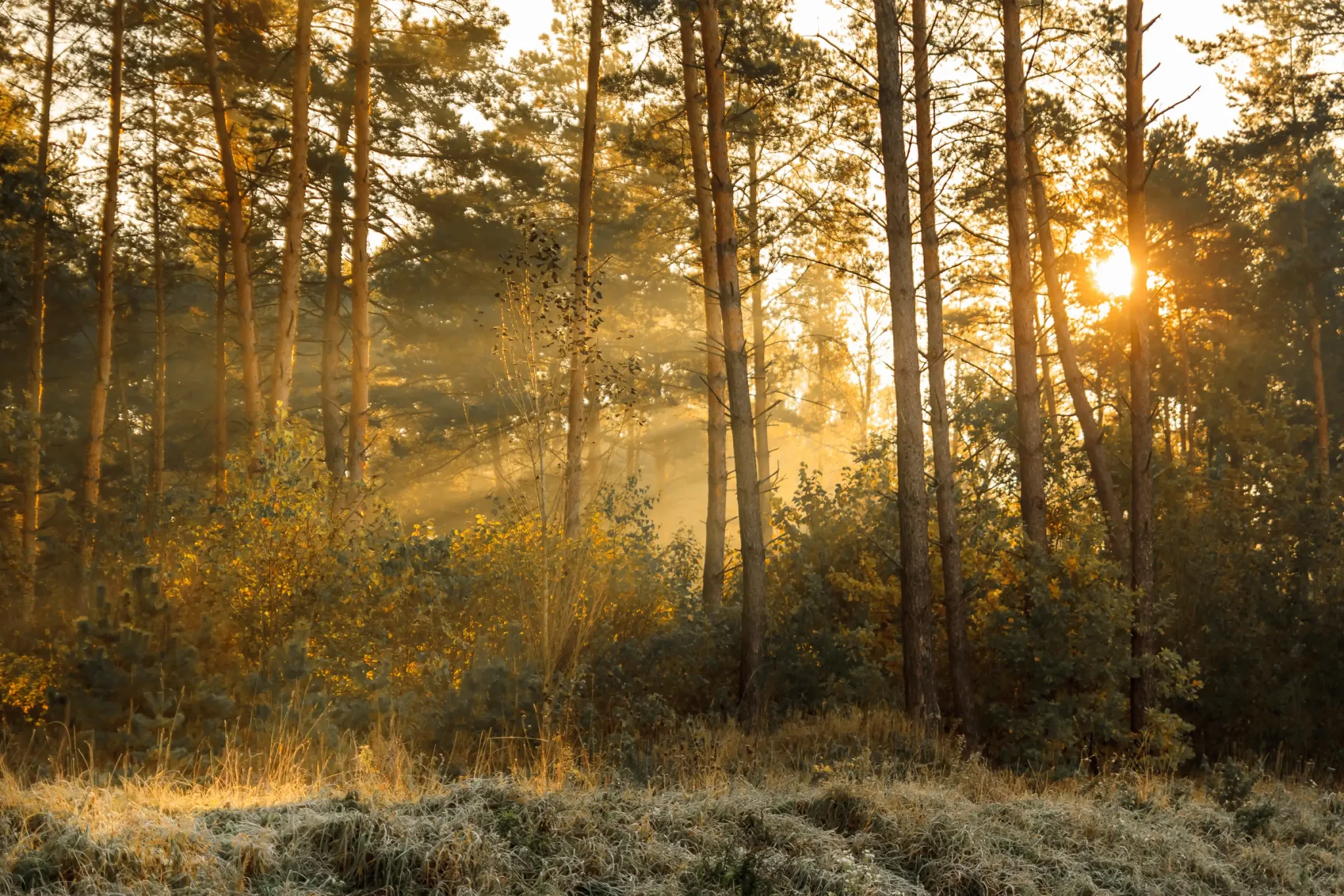 Sun rays in the autumn morning frosty landsc