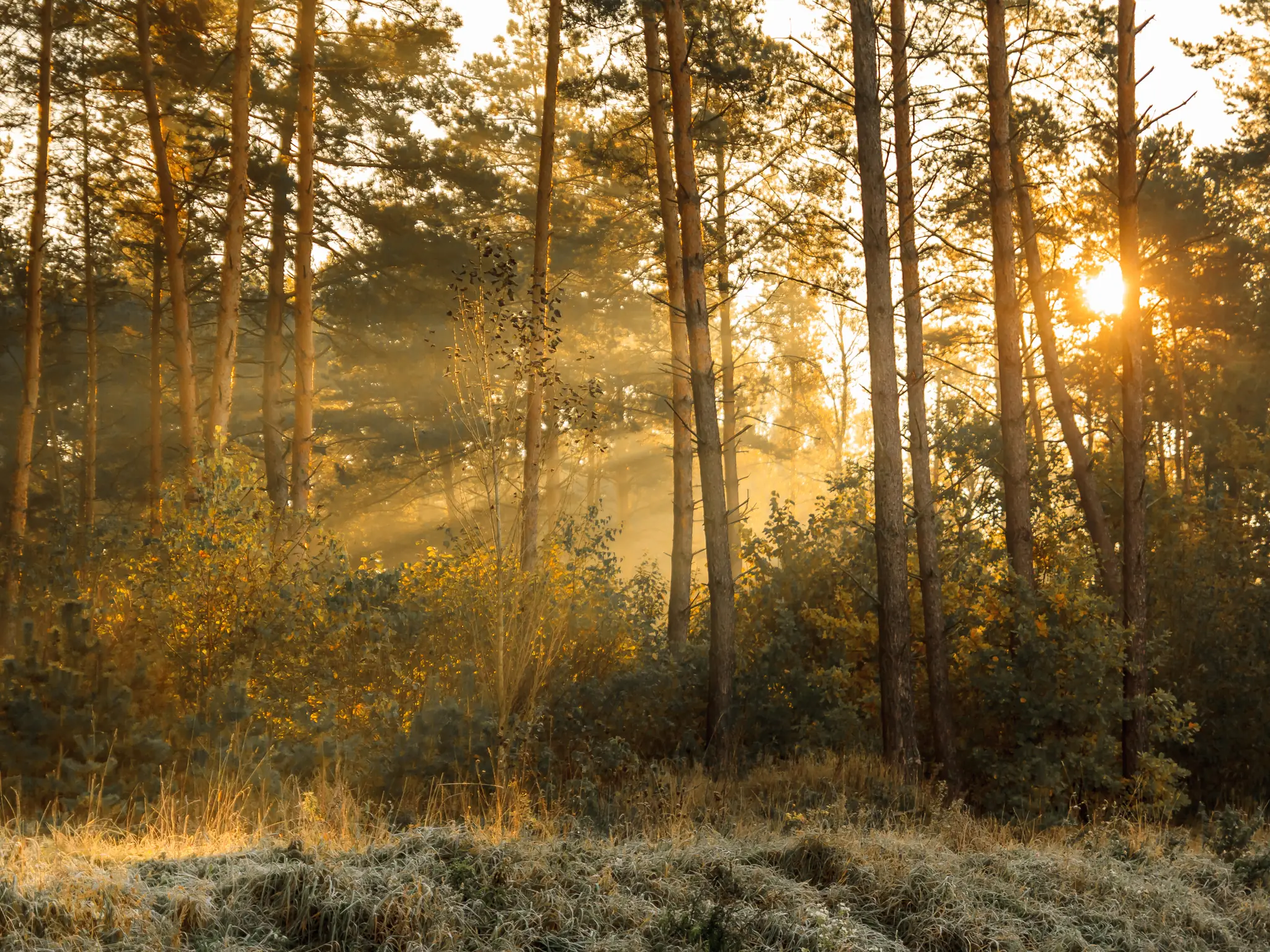 Sun rays in the autumn morning frosty landsc